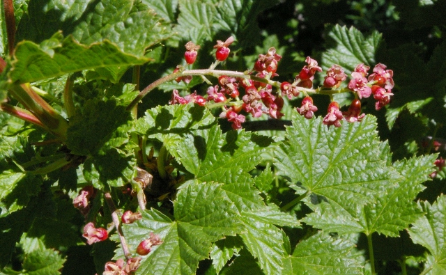 Val d''Aosta - Ribes petraeum